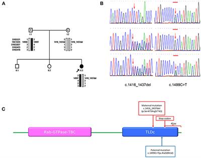 Frontiers | Novel TBC1D24 Mutations In A Case Of Nonconvulsive Status ...